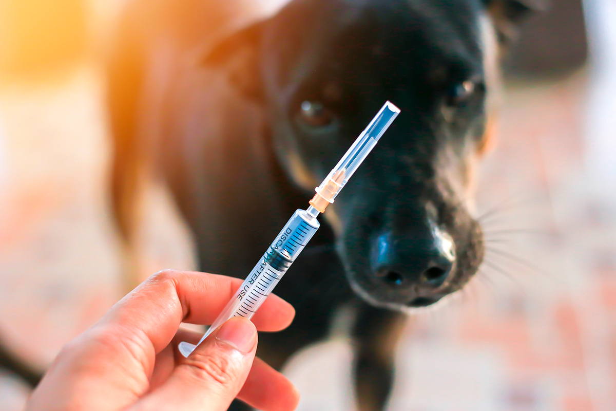 Vacuna pentavalente para perros ¿Para sirve?