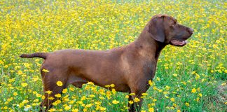 Braco Alemán en el campo