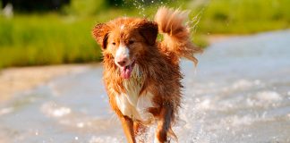 Nova Scotia Duck Tolling Retriever corriendo por el agua