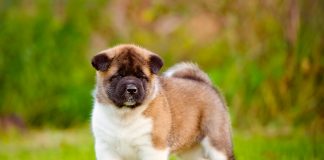 cachorro de perro Akita Americano