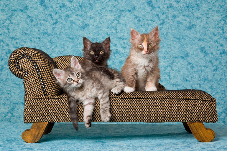 cachorros de gato LaPerm sobreun sofá