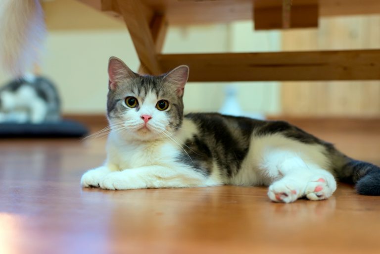 El gato American wirehair o gato de Pelo Áspero