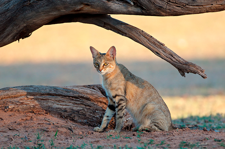 Características del Gato montés (Felis silvestris)