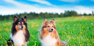 pareja de perros Pastor de Shetland en el campo