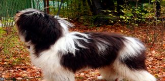 perro Pastor Polaco de las Llanuras