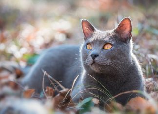 Gato Chartreux tumbado sobre el bosque