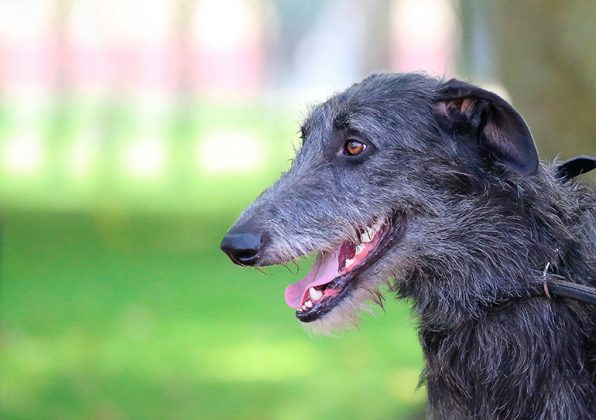 ¿Cómo Es Un Perro El Lebrel Escocés?