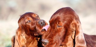 Setter Irlandes Rojo con su cachorro