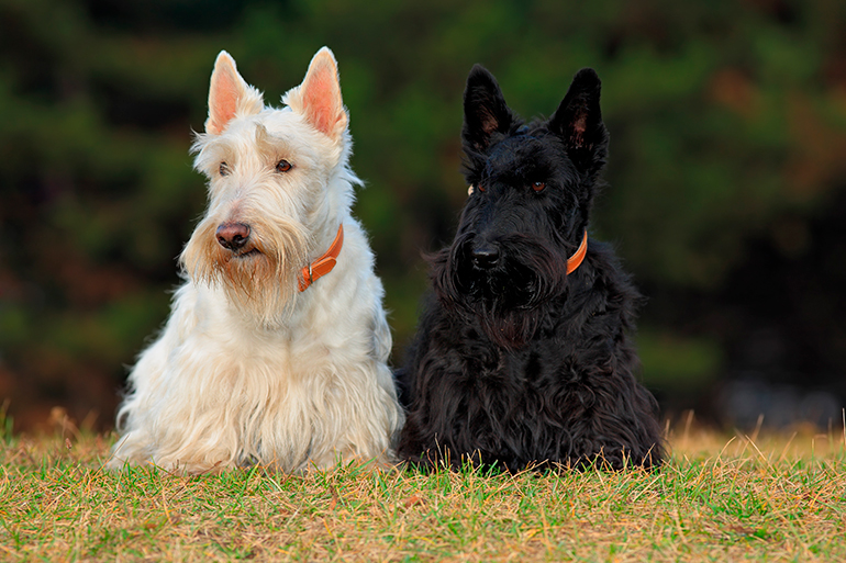 Terrier Escoces blan y negro