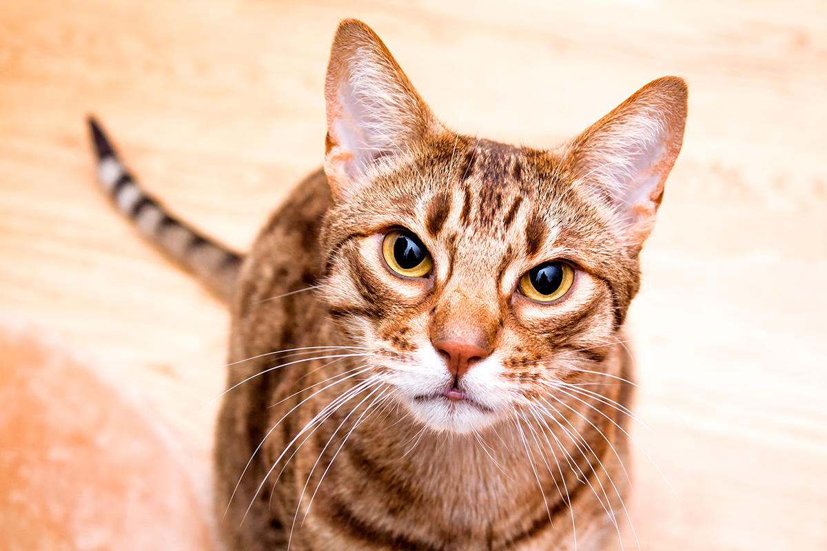Raza de gato Ocicat - Temperamento y cuidados