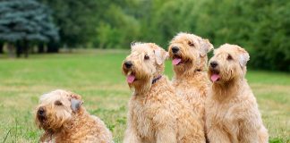 manada de Soft Coated Wheaten Terrier Irlandes