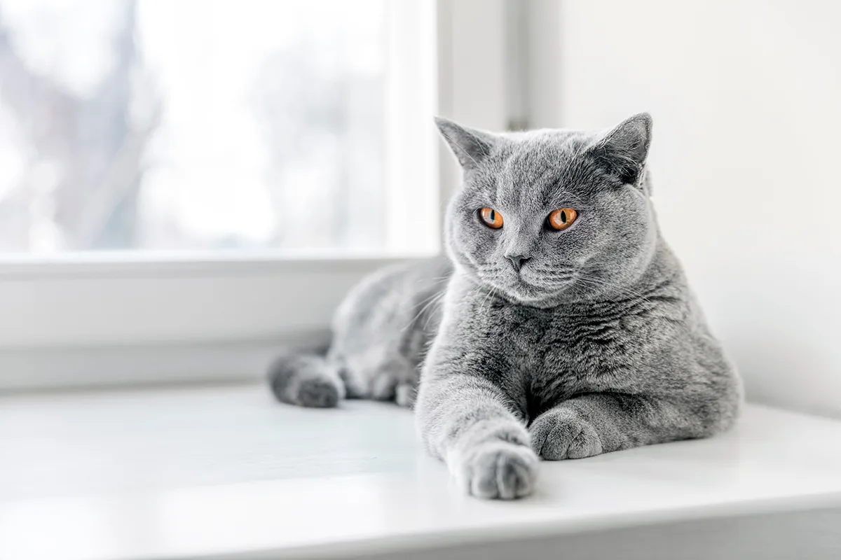 El gato British shorthair | Carácter, comportamiento y cuidados