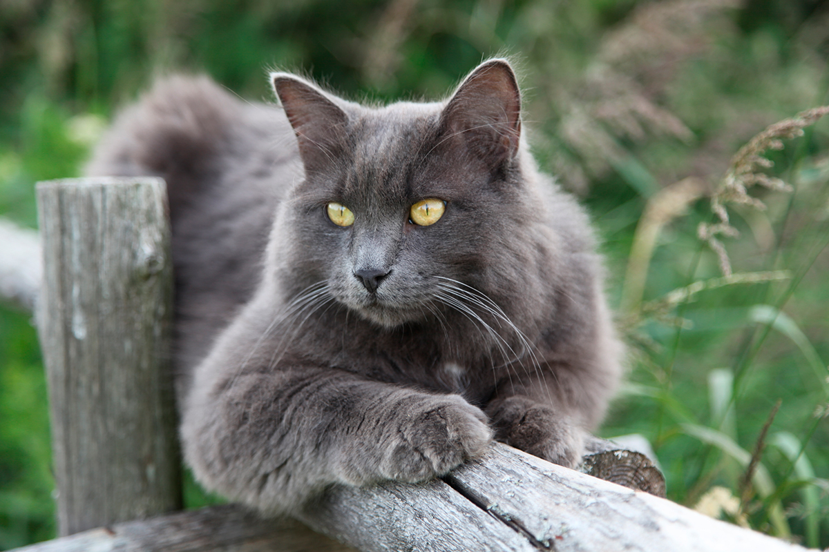 Long Haired Russian Blue Cats: Health and Grooming - wide 7