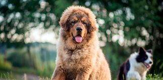 ejemplar joven de mastin tibetano