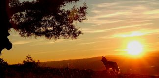 perro al sol