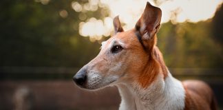 Collie de Pelo Corto