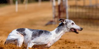 galgo hungaro