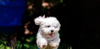 Coton de Tulear corriendo por el monte