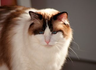 gato de raza Ragdoll en casa