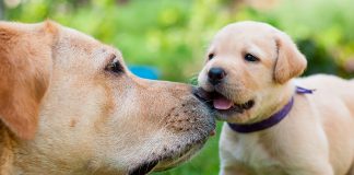 labrador retriever con su madre