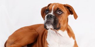 perro de raza boxer