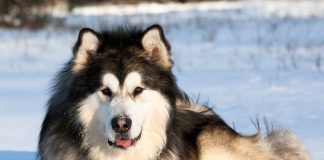 Alaskan malamute