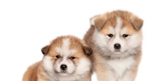 Cachorros de Akita Inu