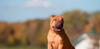 Perro de raza Shar Pei