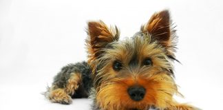 Yorkshire Terrier olfateando