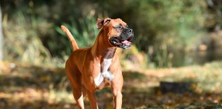 boxer corriendo