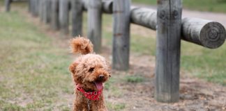 caniche paseando por el campo