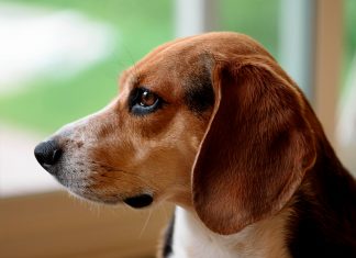 perro beagle