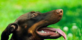 perro doberman