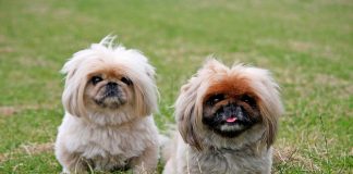 perro pekines