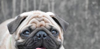 pug