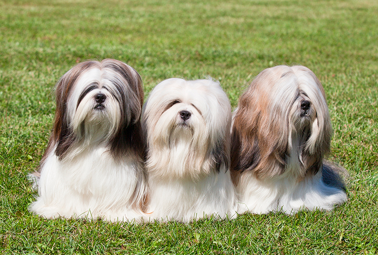 tres-perros-lhasa-apso