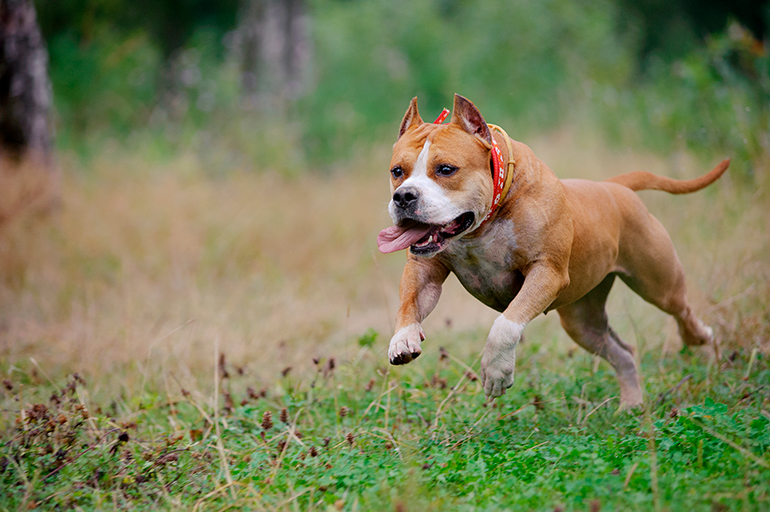 American Staffordshire Terrier corriendo