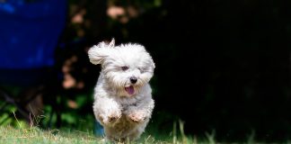 Coton de tulerar corriendo