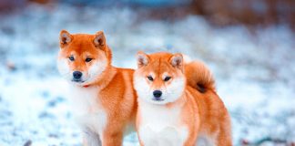 Shiba Inu