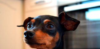 mini Pinscher