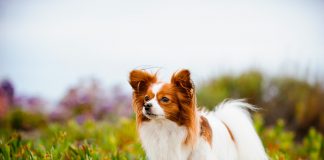 perro Papillon paseando por la pradera