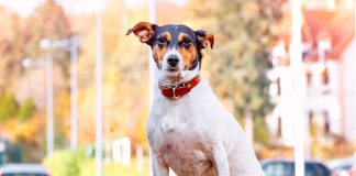 perro bodeguero andaluz