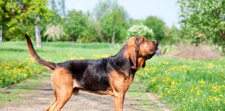 Basset hound ladrando en el jardin