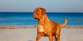 dogo de burdeos en la playa