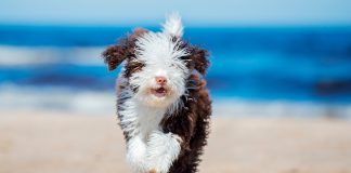 perro de agua espanol corriendo por la playa