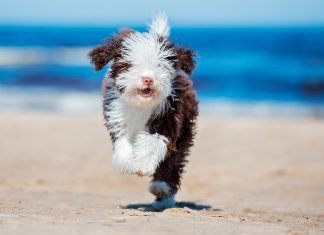 perro de agua espanol corriendo por la playa