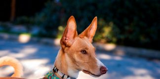 perro podenco