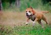 perro ppp corriendo