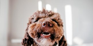 selfie de perro de agua espanol