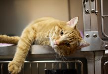 gato en el veterinario